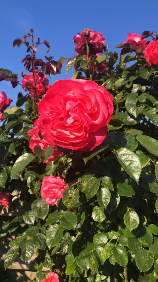 Bed and Breakfast La Vie En Rose Zierikzee Exterior foto